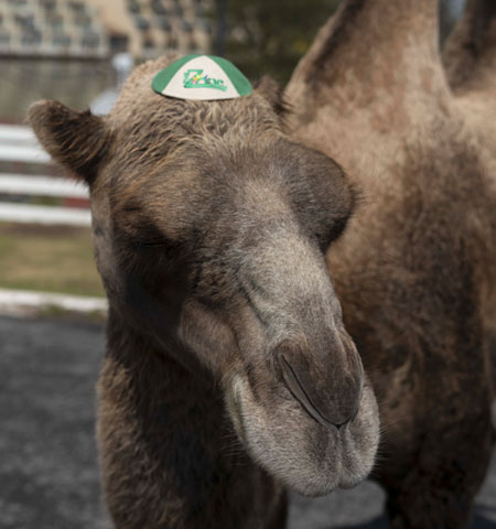 TheZone Camel