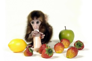 The Monkey